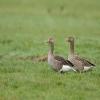 Greylag Goose